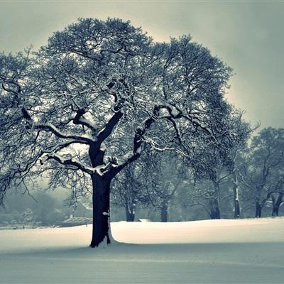 关于“开云电竞APP”手机app下载截图